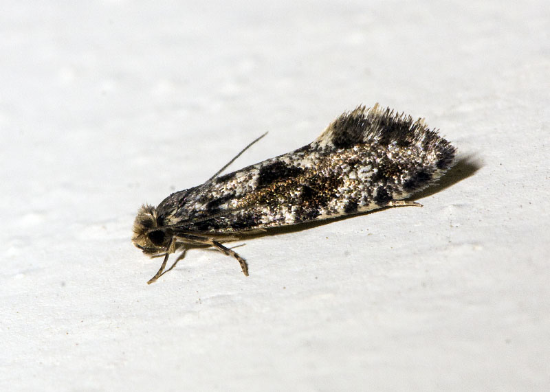 Tineidae - Nemapogon granella